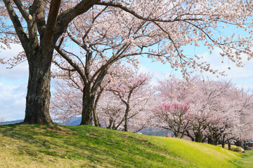 Obraz premium 青空の下の桜が満開の川土手の桜並木の春景色