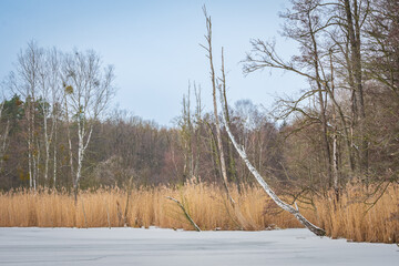 Bare trees at a frozen lake