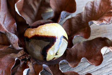 Close-up of circular septarian stone on large exotic dry leaf