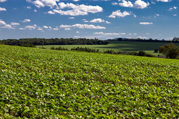 Large soybean plantation with rural landscape and blue sky in the background