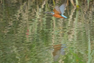 グリーンの水面をバックに猛スピードで滑空するカワセミ成鳥メス