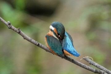 お気に入りの枝でのんびり毛づくろいするカワセミ成鳥オス