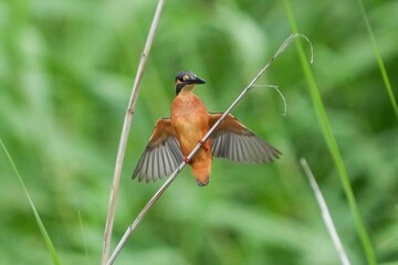 葦にとまる寸前のカワセミ成鳥メス