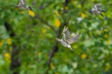グリーンバックに飛ぶムクドリの飛翔シーン