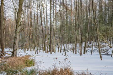 Forest covered by snow and ice 