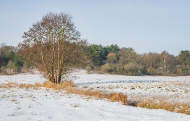 Isolated tree on a field covered by snow