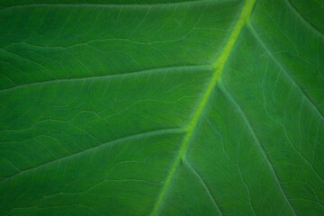 Close up of green leaf pattern