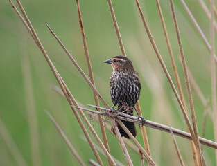 Young White-throated or Seaside Sparrow Perched on Dried Plant