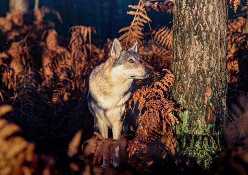Tschechoslowakischer Wolfhund im Dickicht des Waldes