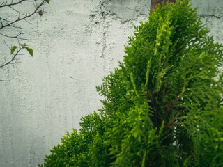 green ivy on wall, nature photography, gardening background 