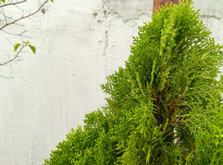 green ivy on wall, nature photography, gardening background 