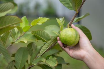 Fresh guava on the tree