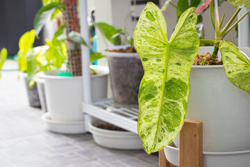 Close-up view of Philodendron Paraiso Verde variegated leaf texture in pot with Popular