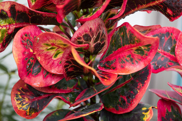 Codiaeum variegatum tree with colorful speckled leaves, beautiful patterns © pandaclub23