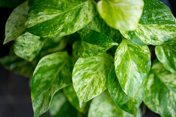 Epipremnum auream marble queen