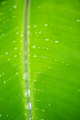 banana leaf with water drops texture