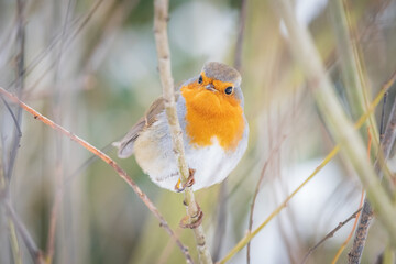 European robin perched on a branch in winter