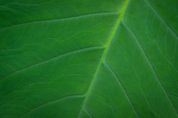 Close up of green leaf pattern