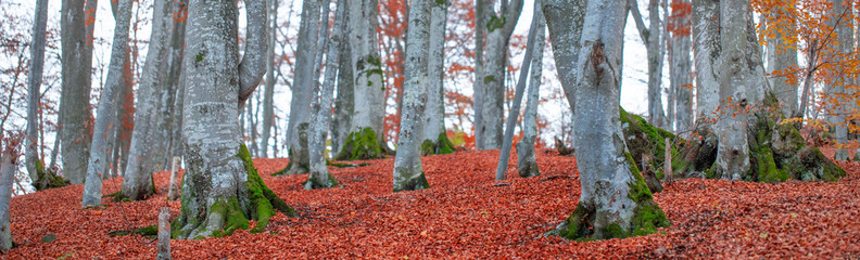 Autumn beech forest on a mountain slope