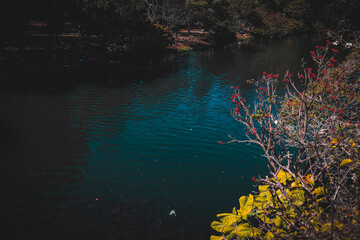 the lake among the forests
