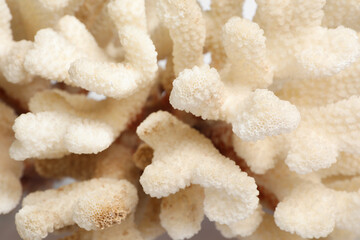 Beautiful exotic sea coral as background, closeup