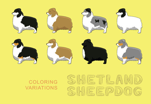 Dog Shetland Sheepdog Coloring Variations Cartoon Vector Illustration