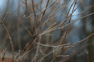 Close-up of branches covered in frost on a winter day, blurred background
