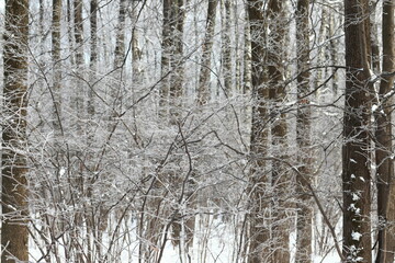 Trees covered with snow and hoarfrost, park on a sunny winter day.
