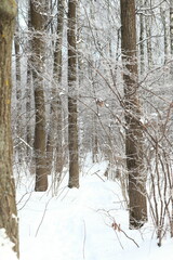 Trees covered with snow and hoarfrost, park on a sunny winter day.
