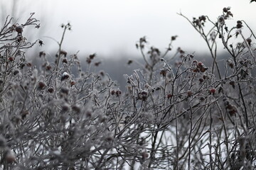 Close-up of herbs covered with hoarfrost on a winter day. Blurred background.