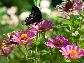 Fototapeta na wymiar Eastern Black Swallowtail Butterfly Feeding on Pollen in a Pink Zinnia