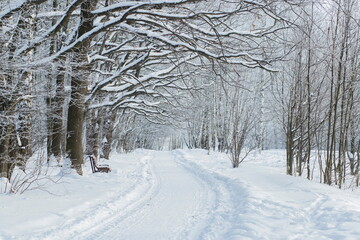 Fototapeta premium Snowy path in winter park, bench, trees, branches in snow.