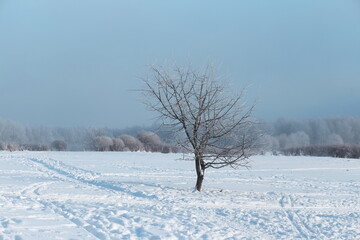 Freestanding tree with frosty branches, winter landscape, tranquility