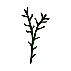 branch of a tree isolated