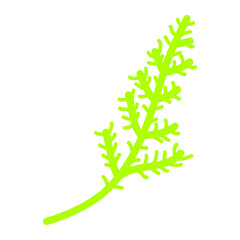 green fern isolated on white background