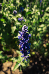 Salvia flower