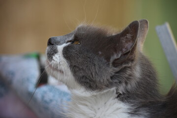 Attentive cat's profile looking up