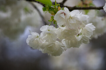 Sakura branch with a bunch of white flowers