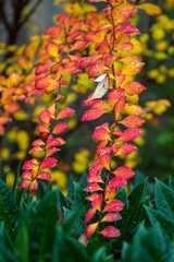 stretching branches filled with tiny red leaves in the park