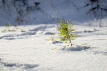 A sprout of a young pine tree sticks out from under the snow. Winter landscape with coniferous wood. Selective focus