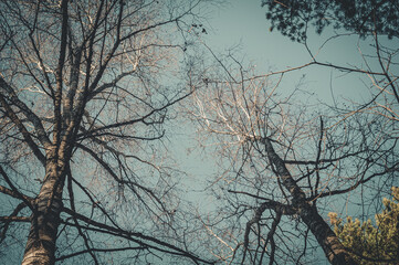 Dead trees. Dry old trees in the forest. Selective focus, abstract background