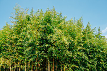 Fototapeta premium Juknokwon green bamboo forest in Damyang, Korea