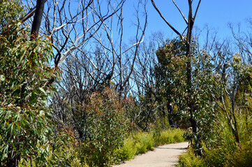 A walking trail at Kanangra Walls at New South Wales, Australia