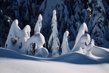 Snow covered trees after heavy snowfall. Snow ghosts against the dark forest on the bright snow...