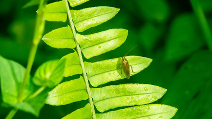 Ectobius lapponicus cockroach resting on fern leaf