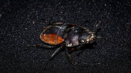 Closeup of Neolucanus parryi or Borneo stag beetle on dark background