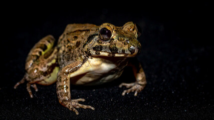 Closeup of Fejervarya limnovaris, Asian grass frog