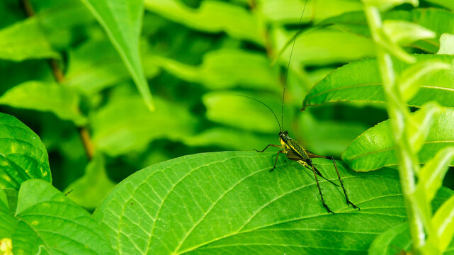 Borneo Bush cricket on the leaf