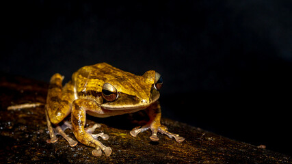 Closeup of Polioedates leicomystax with dark background