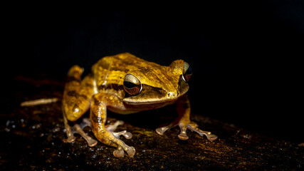 Closeup of Polioedates leicomystax with dark background